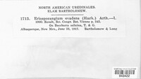 Eriosporangium evadens image